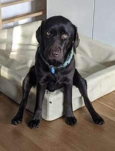 Hund Labrador Ella